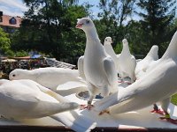 2024_FS-Sommerfest_33